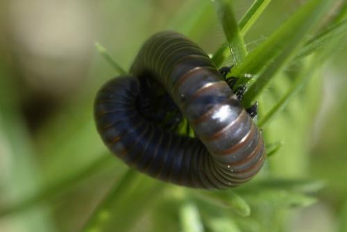 Réf. 204 203 : Ommatoiulus sp.